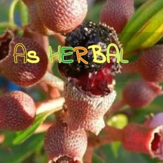 

buah senggani atau sengani segar