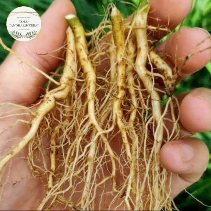 

Akar sidaguri jantan organik berat 100g untuk obat herbal Rempah_herbalCo