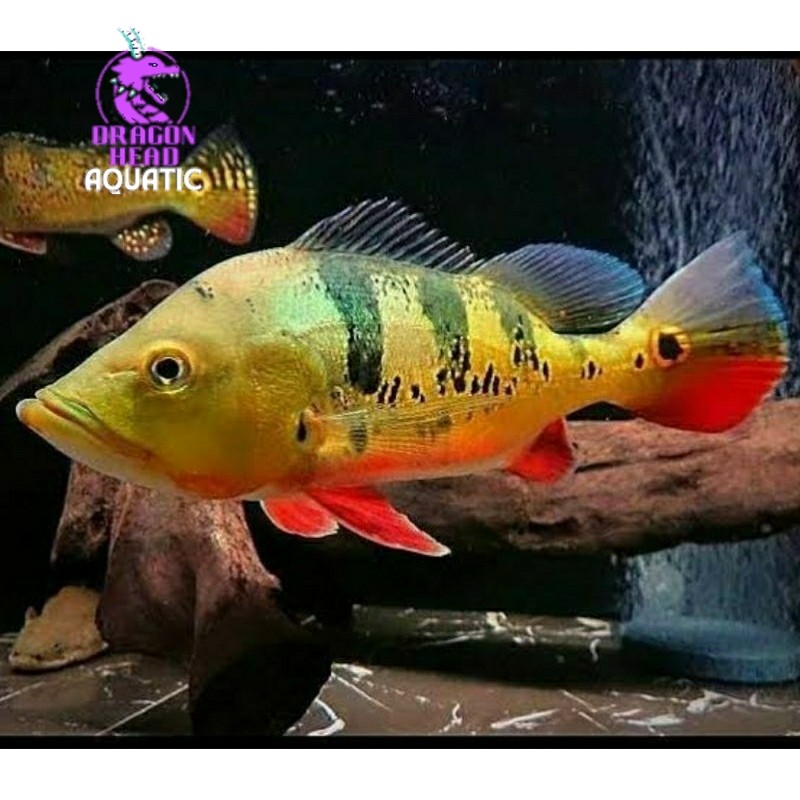PBass Mono 5-9cm Hiasan Aquarium pbas