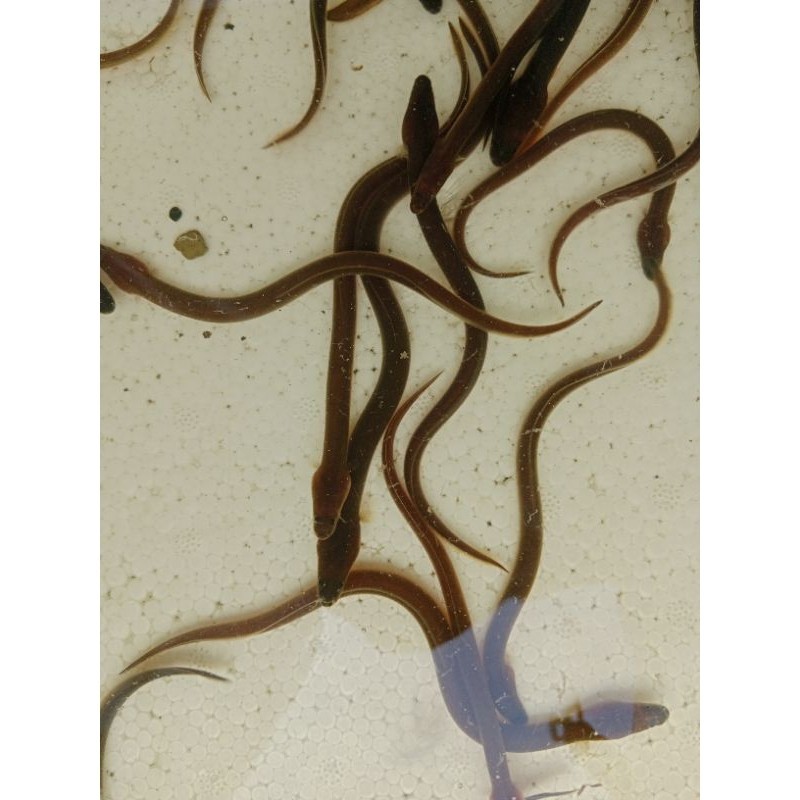 (COD) obral sidat Elver 20-25 gram hiasan aquarium berkualitas