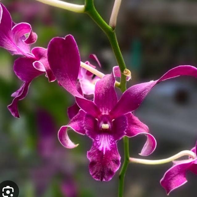 Anggrek Dendrobium King Caesar Red Dewasa siap bunga