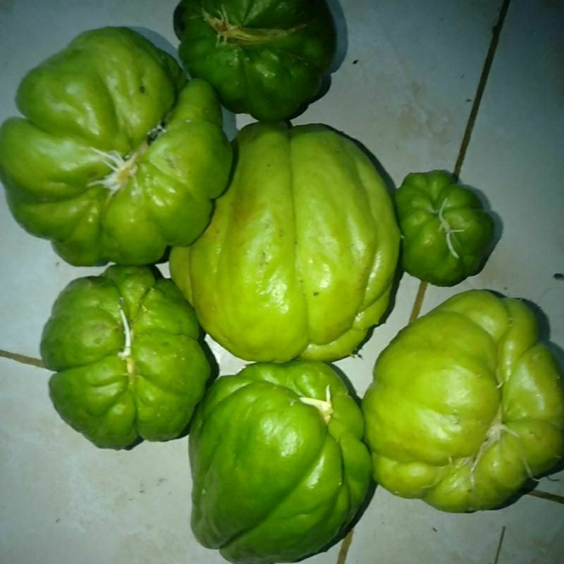 Bibit tanaman Labu siam / Jipang