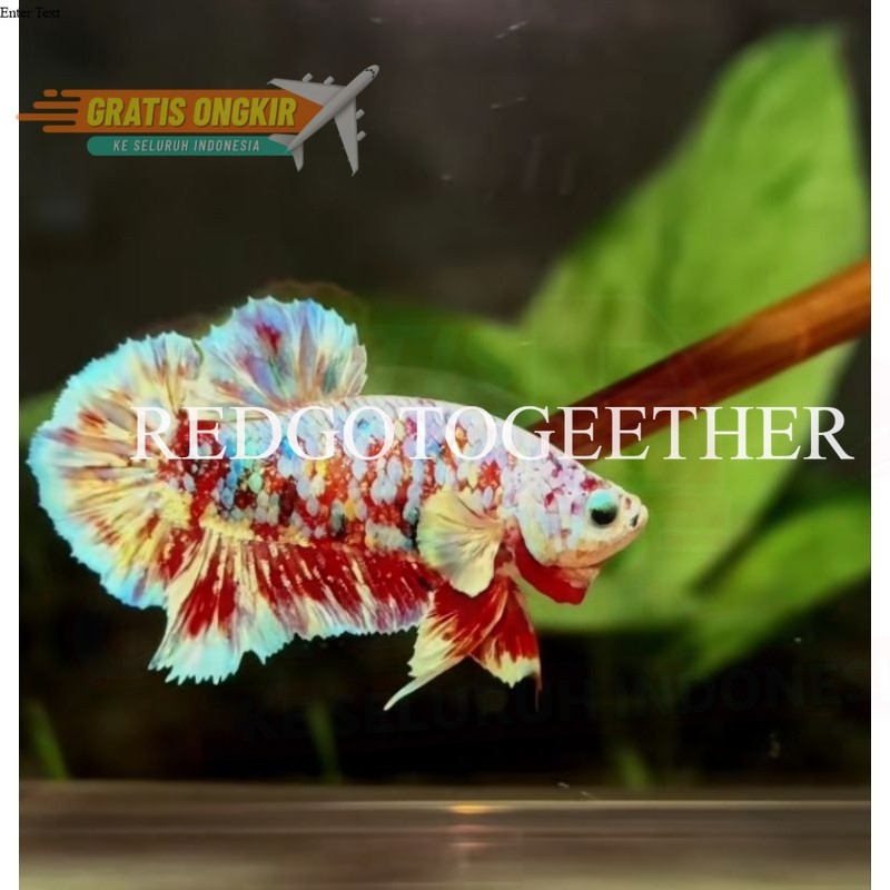 cupang hias Barongsai ,Red koi Cooper , Avatar Gordon, Avatar Cooper ThaniaCupang