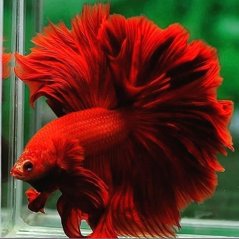 Hobi cupang HM super red, ukuran L, warna full merah, jantan galak