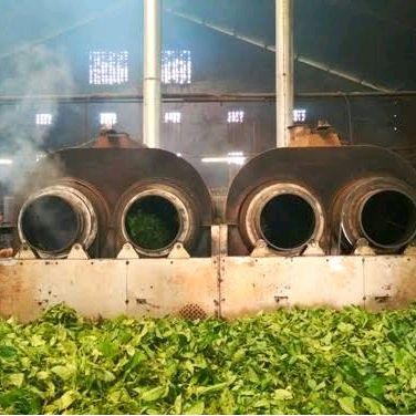 

PAKET USAHA | Daun Teh Kering 10 Kg. Diproduksi dan Dikemas Langsung dari Pabrik