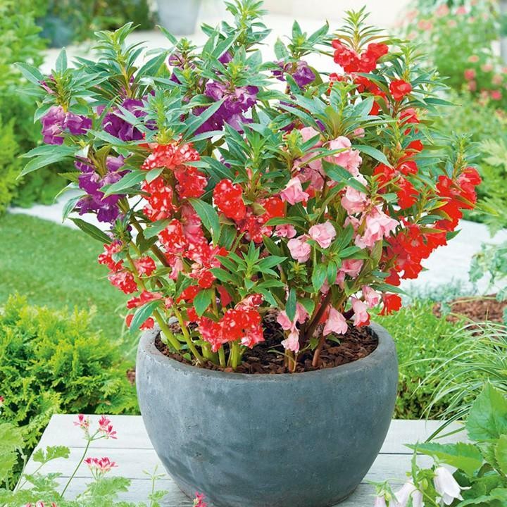 30 Benih BALSAMINA Bunga Pacar Air Mix Impatiens