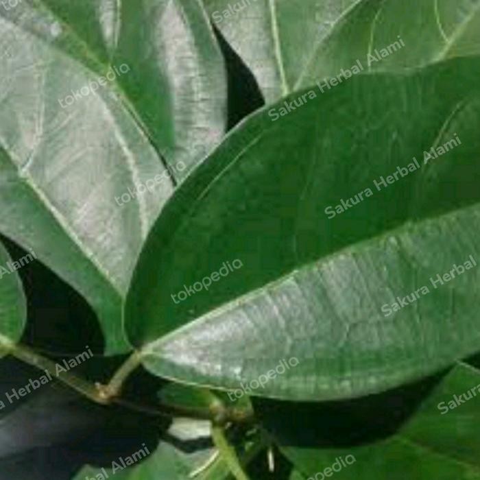 

promo daun cincau 100gram segar baru petik ready