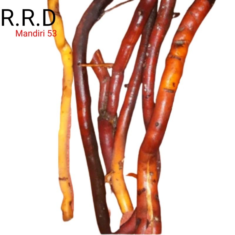 

Promo Akar pohon kelapa segar 500gram herbal organik