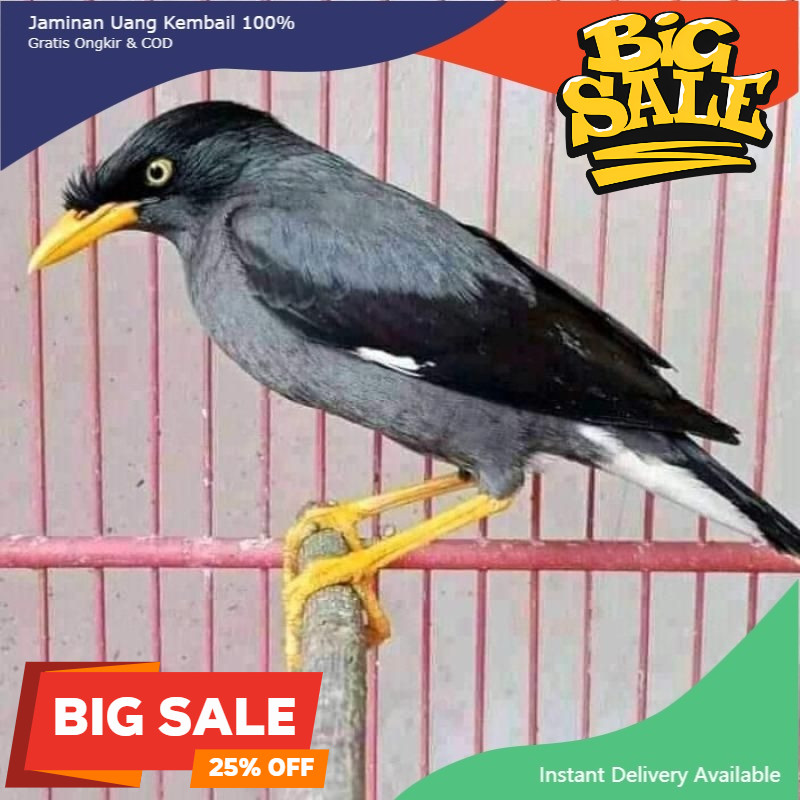 Burung Jalbo pilihan jantan istimewa jalak kebo