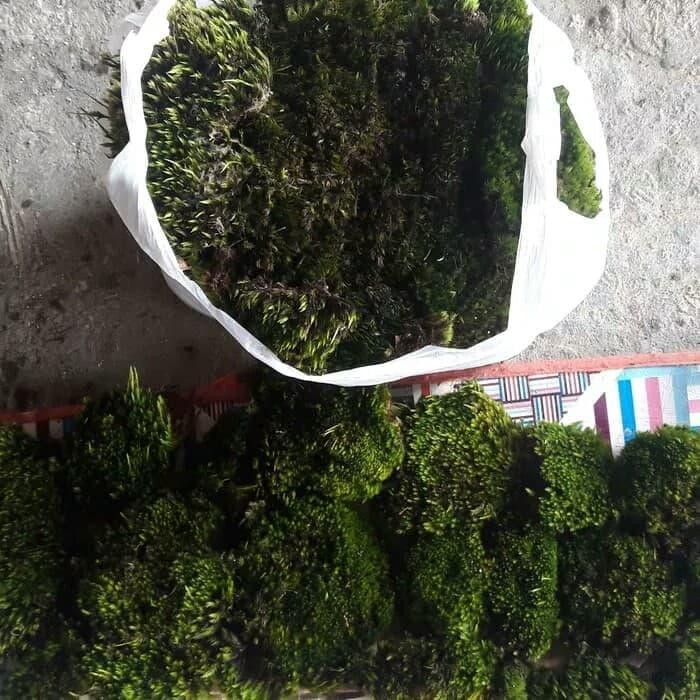 

LUMUT HIDUP MEDIA TANAM HIAS Shop with