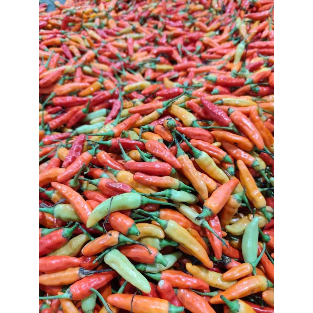 

Cabe rawit merah 250gr, 500gr dan 1kg fresh