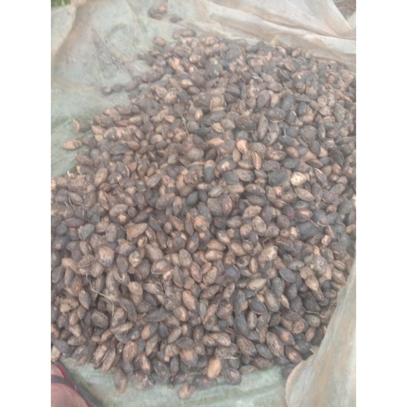 

[COD] biji ketapang kering 1kg