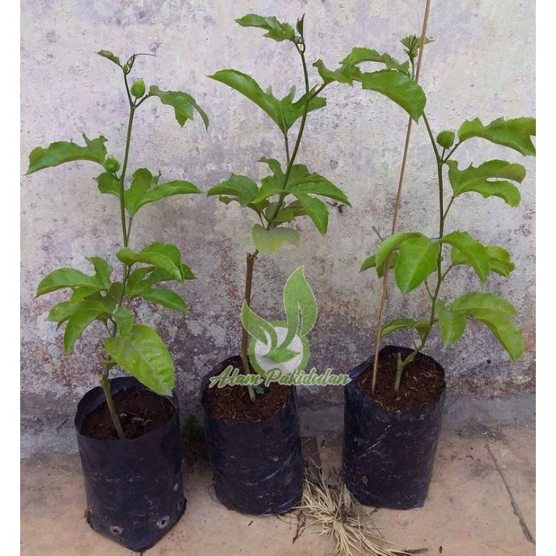 Bibit Markisa Orange 3 PCS / Bibit Buah Markisa Kuning