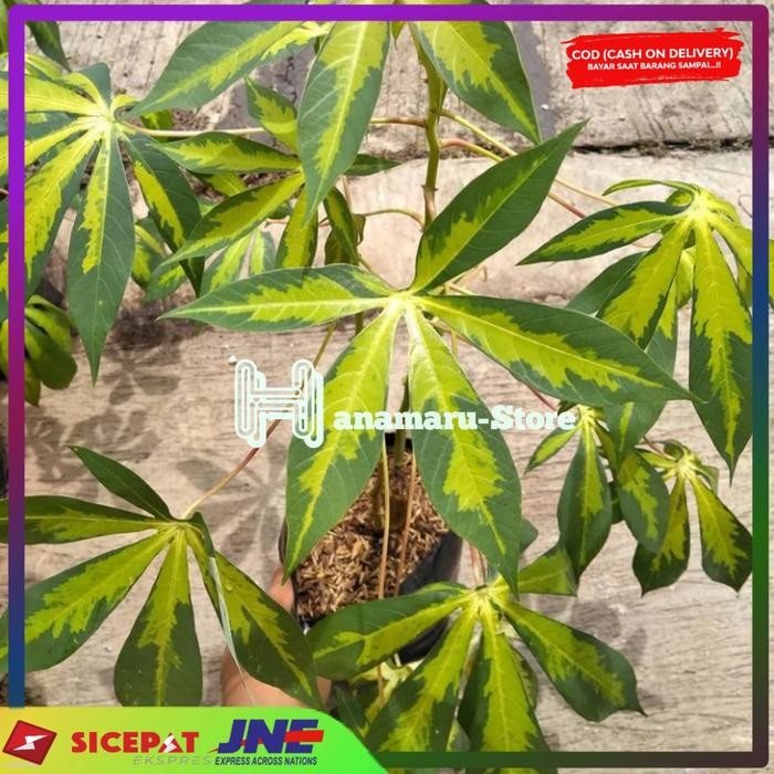 Bibit stek singkong varigata / Tanaman varigata