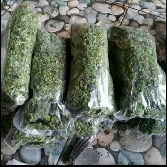 

bibit azolla mycrophilla