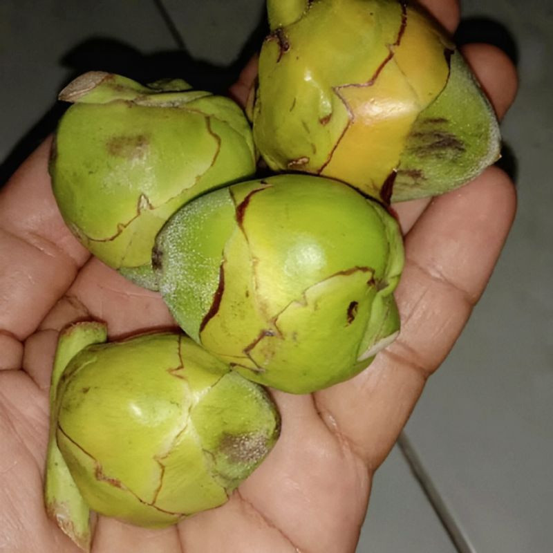 

Beluluk kelapa muda 1 kg / Caruluk / bakak kelapa / pentil kelapa / kelapa muda