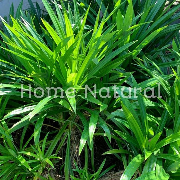 

Daun pandan wangi segar 500gram