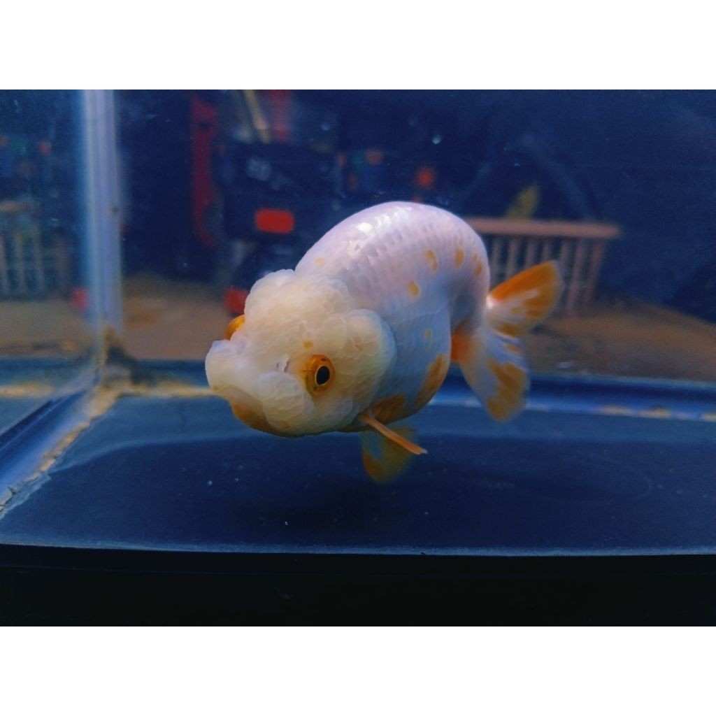 koki ranchu white 4-6 cm  bufallo/lionchu rw