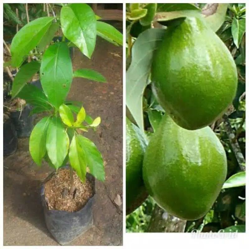 

alpukat aligator super