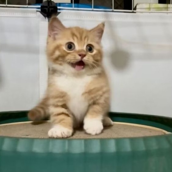 kucing bsh munchkin jantan red taby | anak kucing munchkin lucu gemes