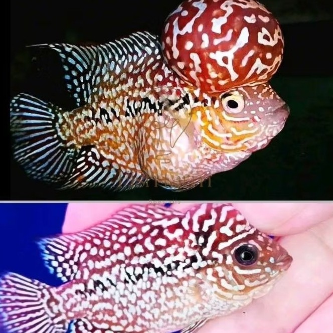 Hiyasan akuarium Burayak 3-5 Louhan KSRD X Kamfa F2 Gen Ori Thailand bonus pakan