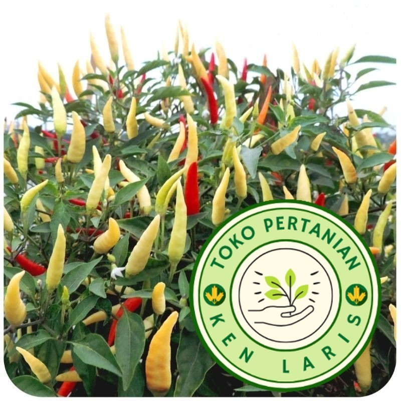 READY RIPACK 30 Biji - Benih Cabe Rawit Setan Hibrida KARA F1 Benih Cabai Rawit Merah Super Bibit Un