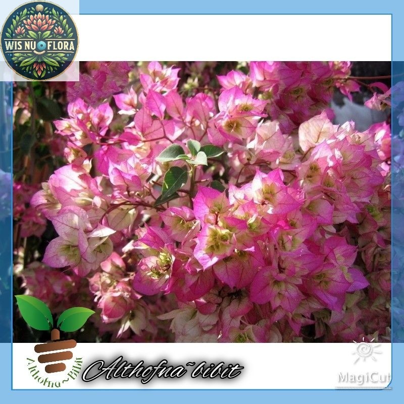 bibit bunga Bougenville Citra India ORY./BOUGENVILLE IMPORT/BOUGENVILLE BUNGA KERTAS/BOUGENVILLE BAT