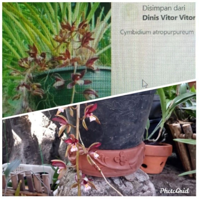

Redy silahkan COD bibit anggrek cymbidium atropurpureum Terlaris .