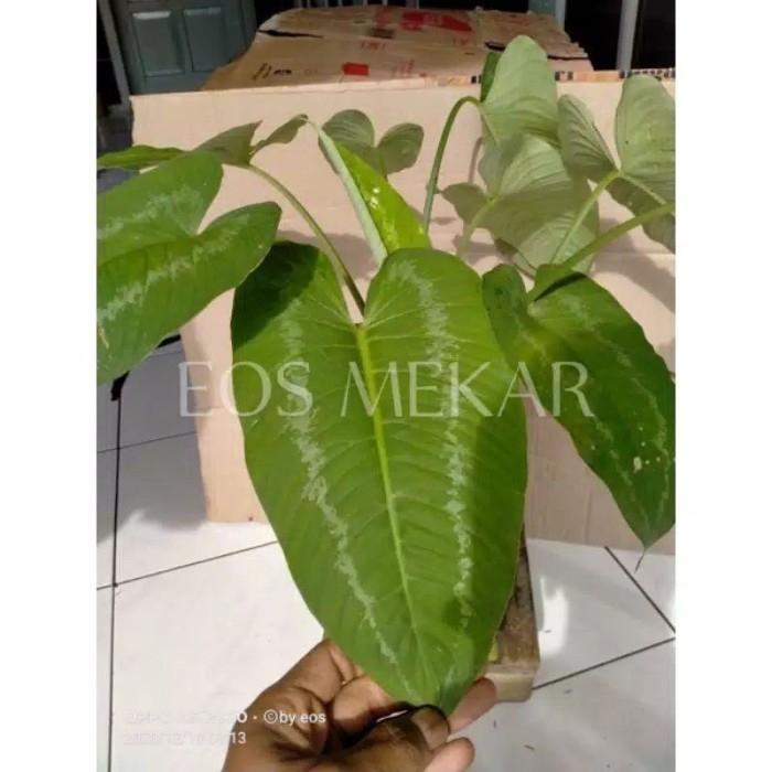 

silahkan COD bonggol homalomena hijau silver