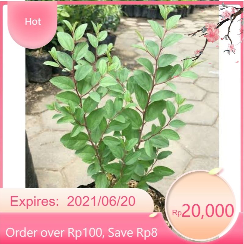 ( BISA COD ) Tanaman Bidara Arab Pohon Bidara Asli 30-40cm Rimbun Tanaman Hidup Pohon Bidara Arab Bi