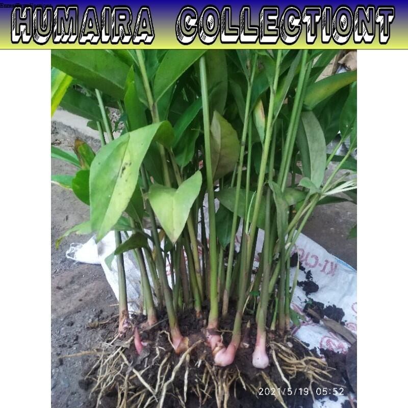 

Bibit laos Merah Lengkuas Merah Siap Tanam