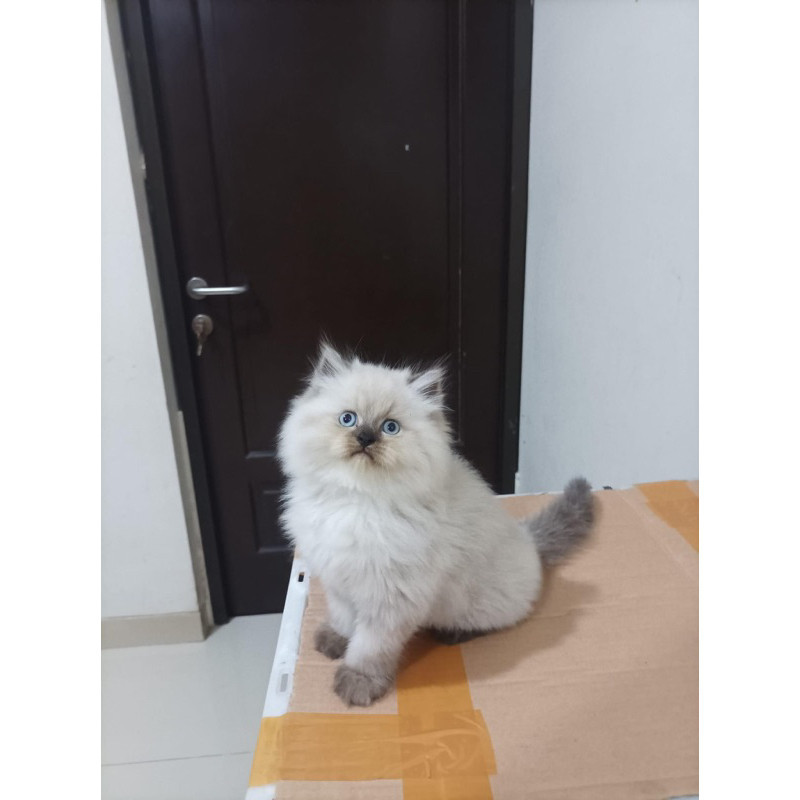 KUCING HIMALAYA/MIDOL SUPER/RAGDOLL