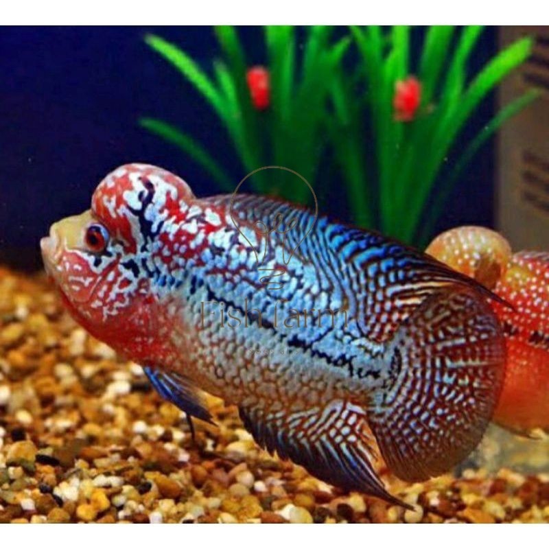 beli 3 bonus 1 Burayak lohan kamfa x gb 3-8cm f1 louhan bonus pakan | kebutuhan aquarium