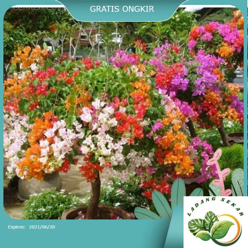 Bunga Bougenville/bunga kertas 5 warna