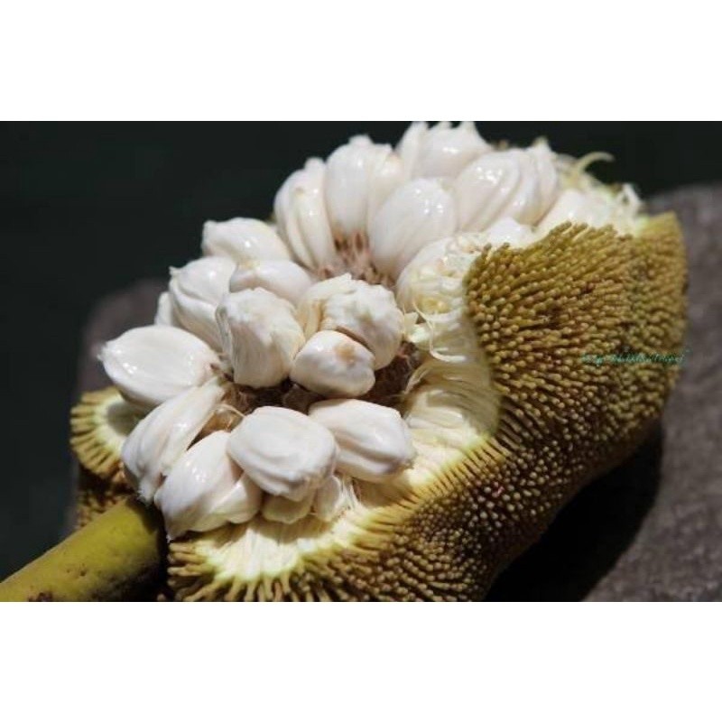 

Buah Tarap Segar / Buah Terap Segar Khas Kalimantan Selatan