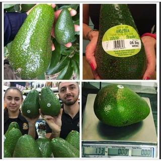 BIBIT ALPUKAT IMPORT AVOZILLA ORIGINAL CEPAT BERBUAH