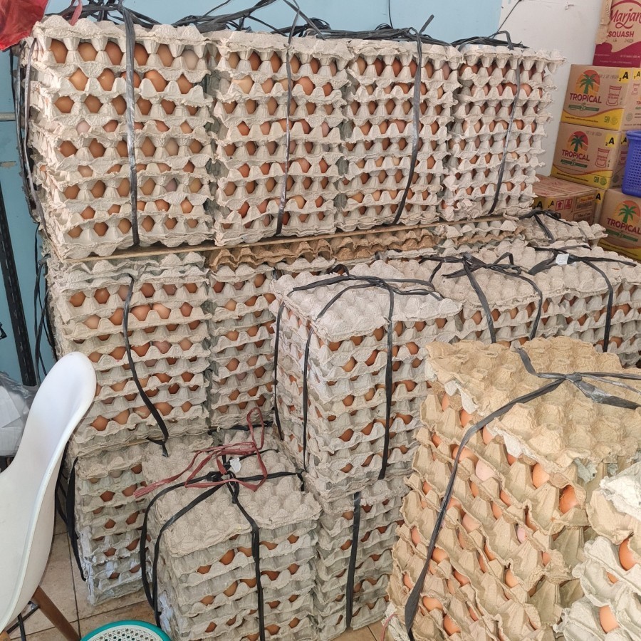 

TELUR AYAM 1 IKAT 15 KG