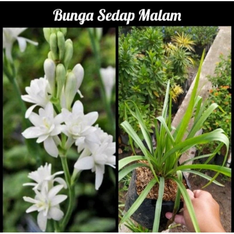 Tanaman Tanaman Bunga Sedap malam / Bibit tanaman sedap malam siap berbunga
