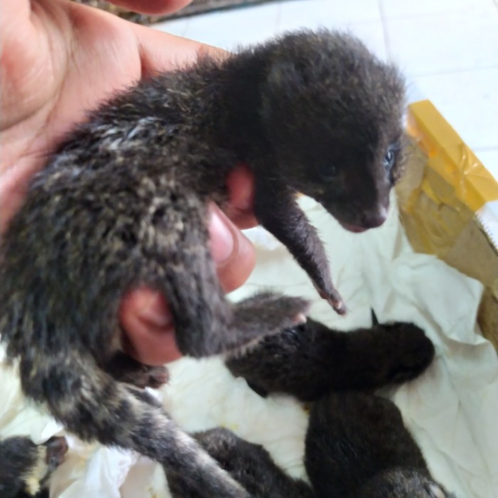 musang rase baby promo