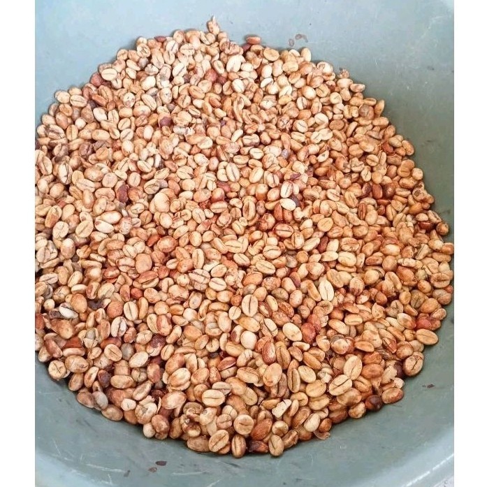 fh53dg GRATIS ONGKIR Bibit Semai Biji Kopi Robusta Liberika Klon Unggulan Best Seller
