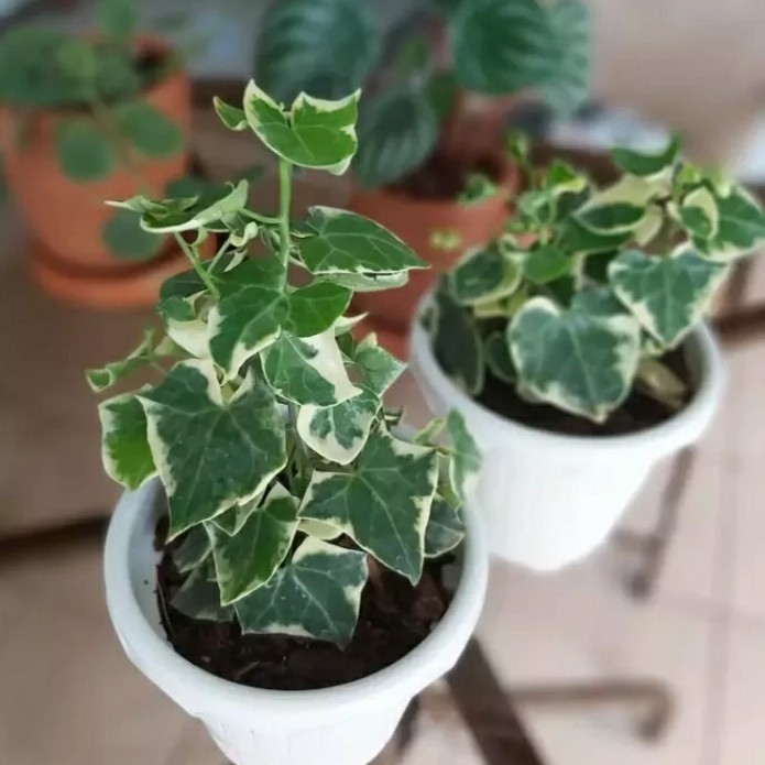 Tanaman English Ivy Varigata