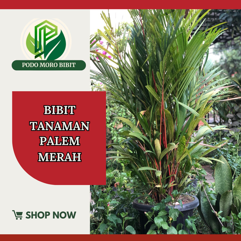 bibit pinang merah palem merah tanaman hias