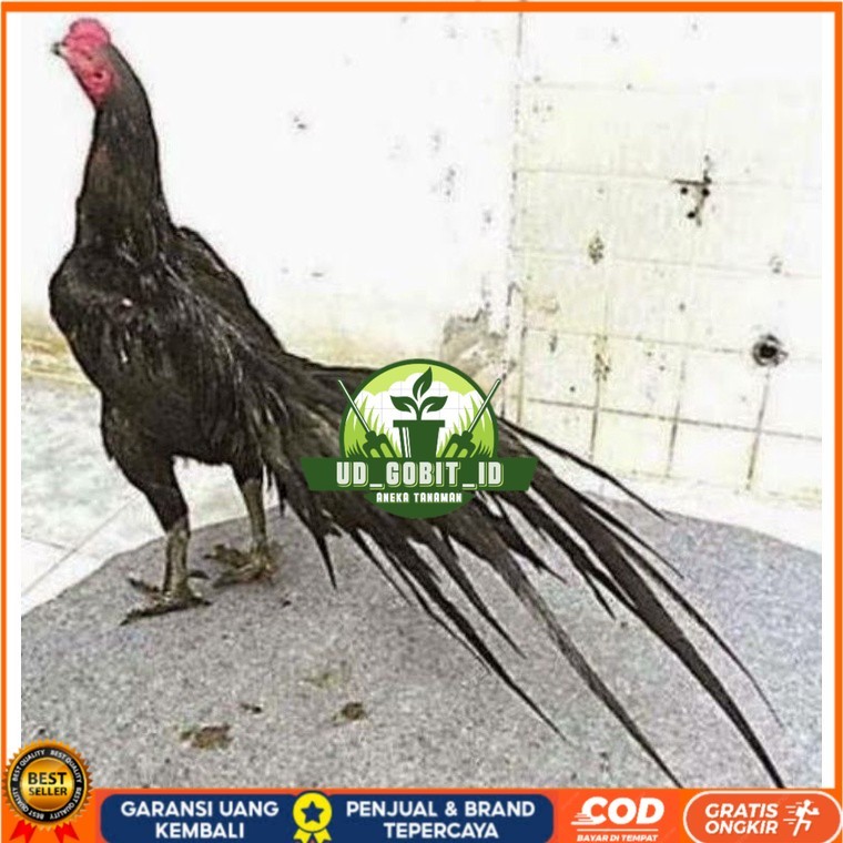 

TELUR AYAM MANGON GESIT TANGGUH UNTUK DI TETASKAN UD_GOBIT_ID