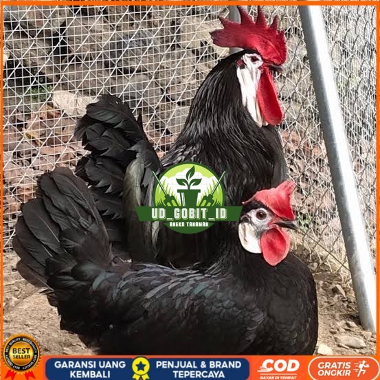 

Telur ayam white face spanish / telur ayam hias fertil siap cod UD_GOBIT_ID