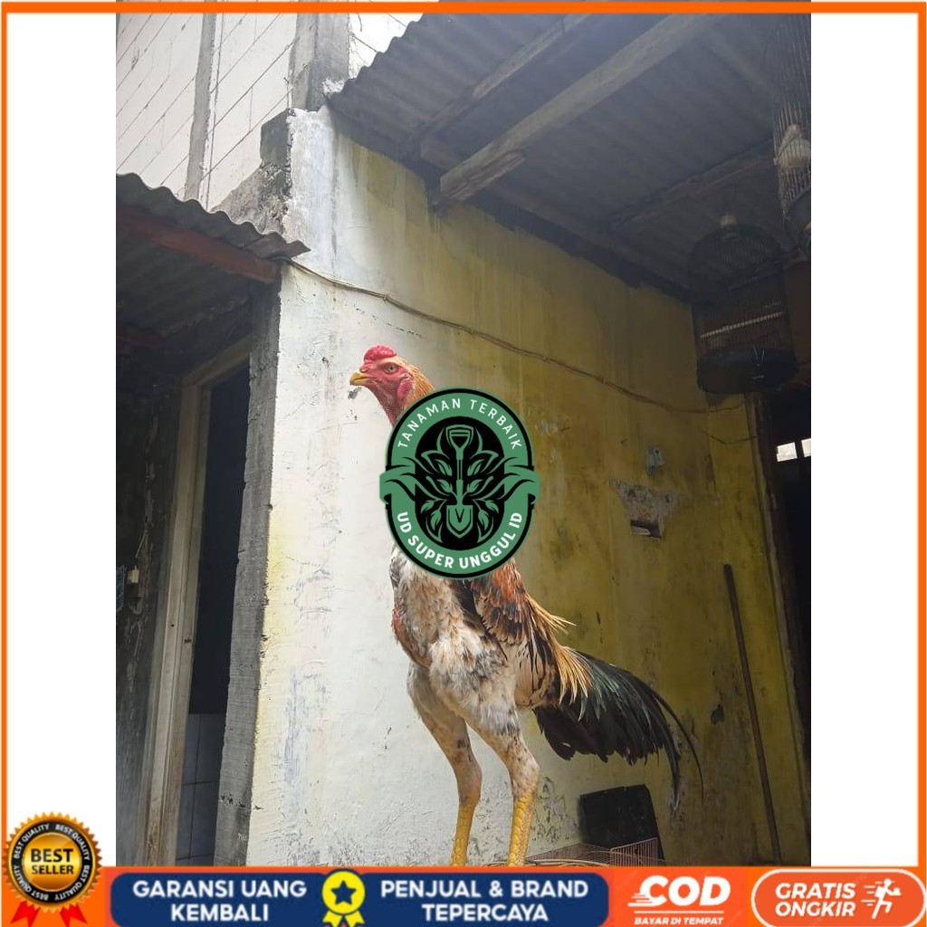 

Telur ayam bangkok shamo eropa / ayam petarung aduan untuk ditetaskan UD_SUPER_UNGGUL_ID