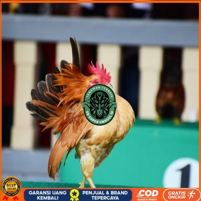 

Telur ayam serama kate lokal telur ayam hias telur fertil siap tetas UD_SUPER_UNGGUL_ID