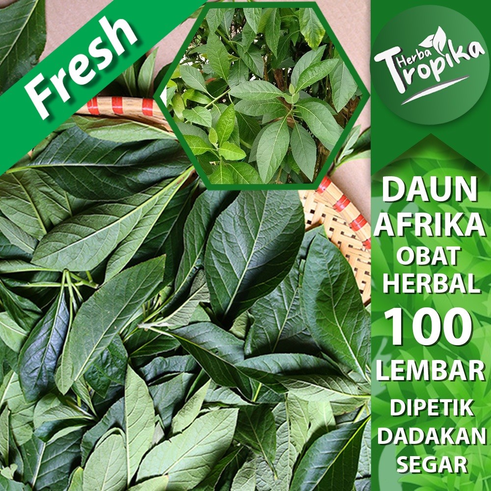 

Daun afrika Segar 100 Lembar herbal alami herba tropika