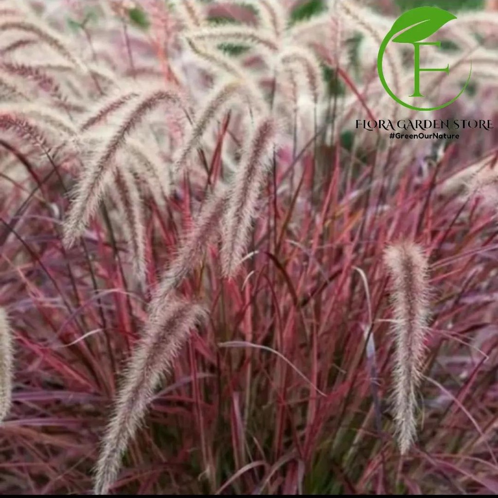 Tanaman Hias Alang Alang Merah - ilalang ekor kuda - Ilalang merah