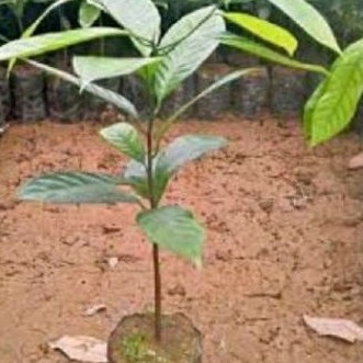 Bibit pala unggul' tanaman pala ....