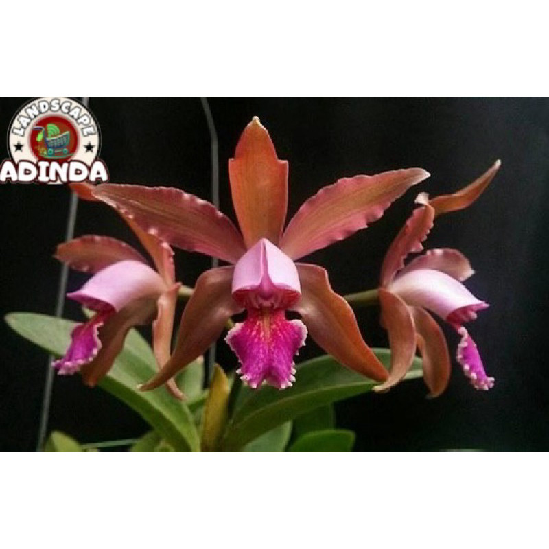 Anggrek Cattleya x Dayana Siap Berbunga
